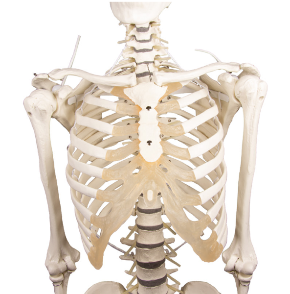 Skelett mit beweglicher Wirbelsäule II
